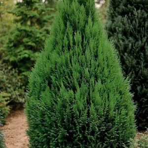 Thuja Compacta