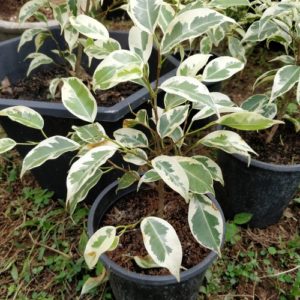 Variegated Ficus Benjamina